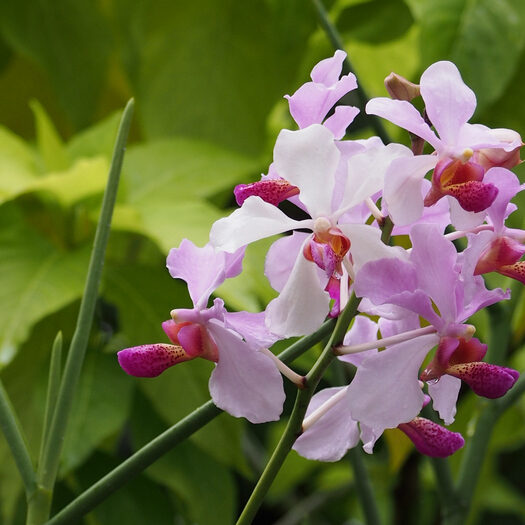 giardino botanico delle orchidee - singapore - by alessandro guerrini