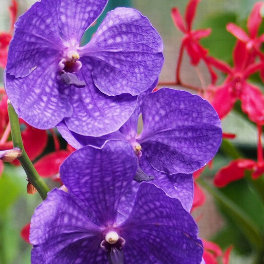 giardino botanico delle orchidee - singapore - by alessandro guerrini