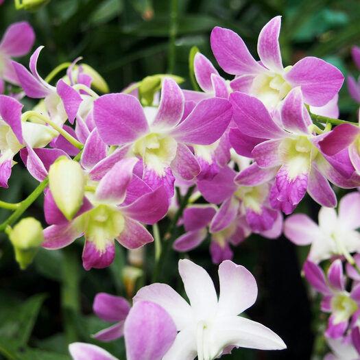 giardino botanico delle orchidee - singapore - by alessandro guerrini