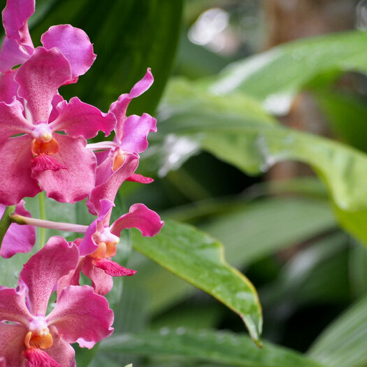 giardino botanico delle orchidee - singapore - by alessandro guerrini