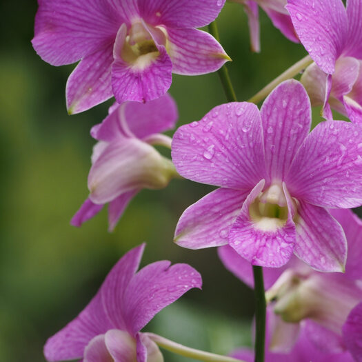 giardino botanico delle orchidee - singapore - by alessandro guerrini