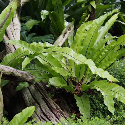 giardino botanico delle orchidee - singapore - by alessandro guerrini