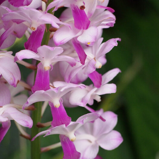 giardino botanico delle orchidee - singapore - by alessandro guerrini