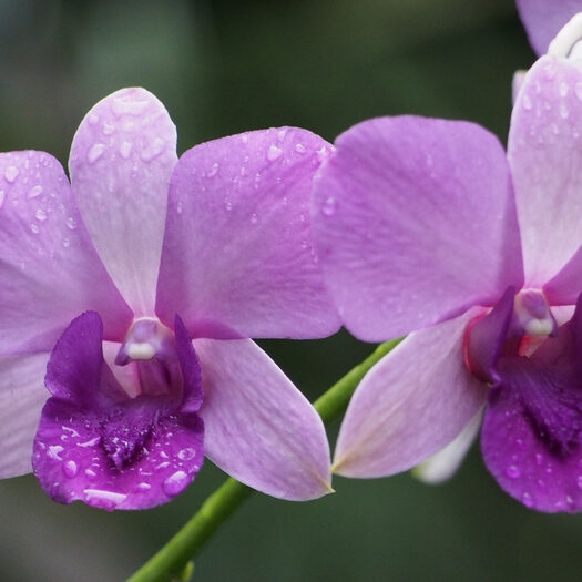 giardino botanico delle orchidee - singapore - by alessandro guerrini