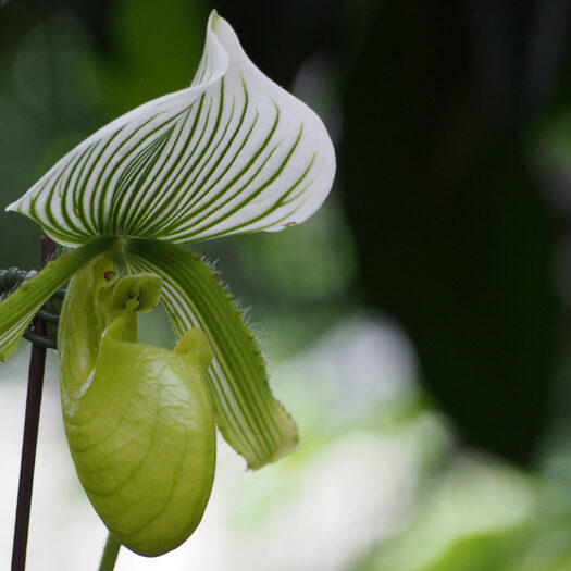 giardino botanico delle orchidee - singapore - by alessandro guerrini