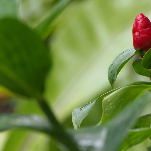 giardino botanico delle orchidee - singapore - by alessandro guerrini