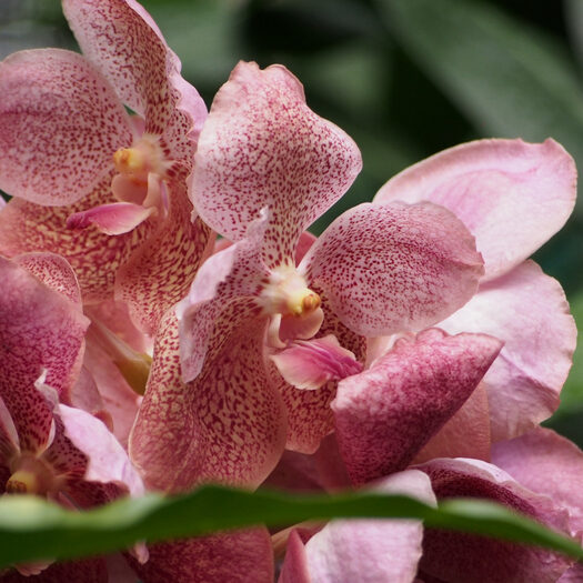 giardino botanico delle orchidee - singapore - by alessandro guerrini