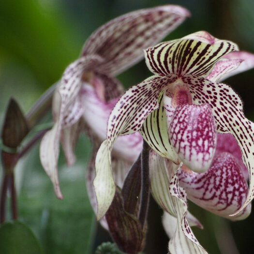 giardino botanico delle orchidee - singapore - by alessandro guerrini