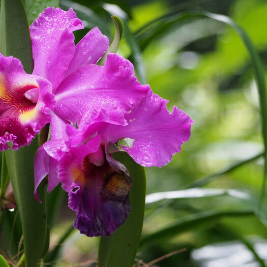 giardino botanico delle orchidee - singapore - by alessandro guerrini